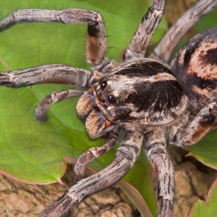 Images Miche Pest Control