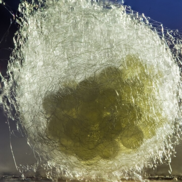 Images Miche Pest Control