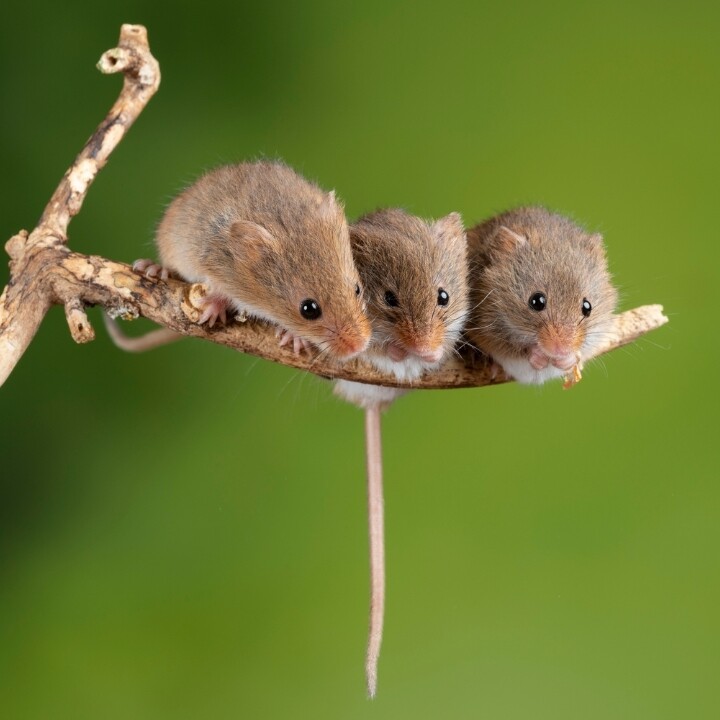 Images Miche Pest Control