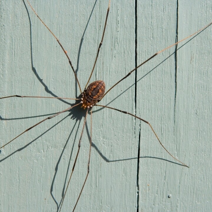 Images Miche Pest Control