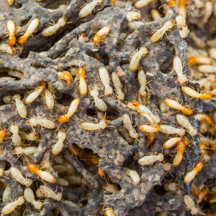 Images Miche Pest Control