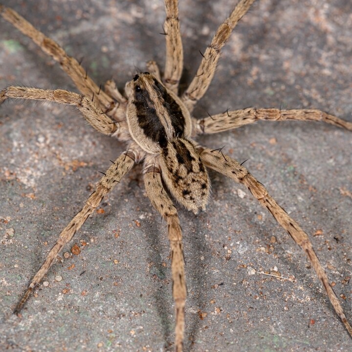 Images Miche Pest Control