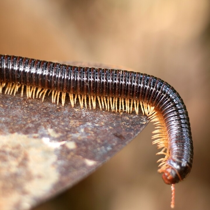 Images Miche Pest Control