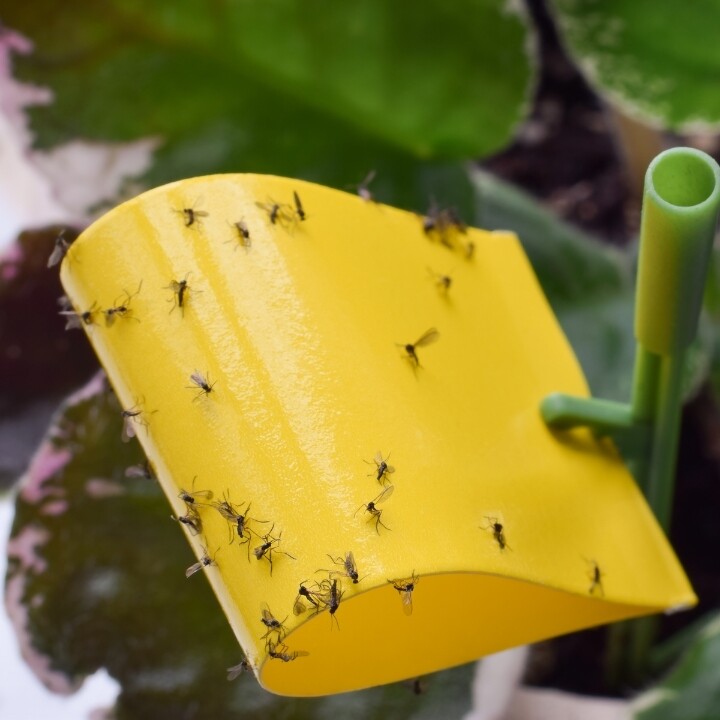 Images Miche Pest Control