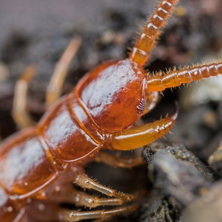 Images Miche Pest Control