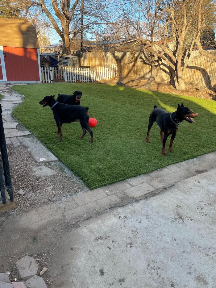 Images Go Turf