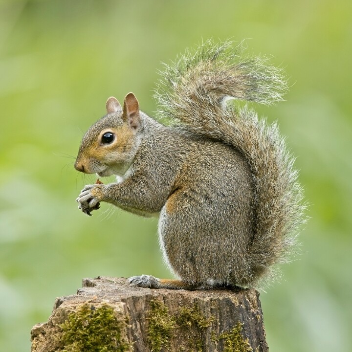 Images Miche Pest Control
