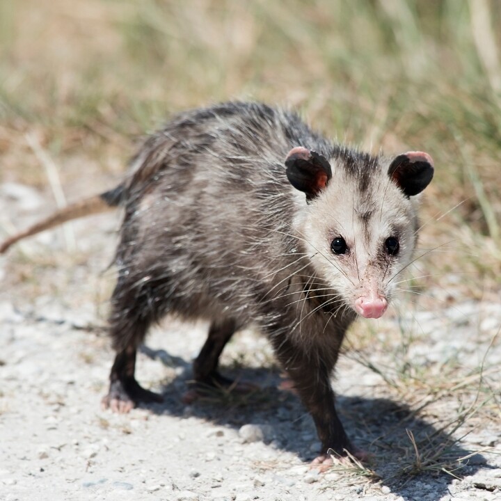 Images Miche Pest Control