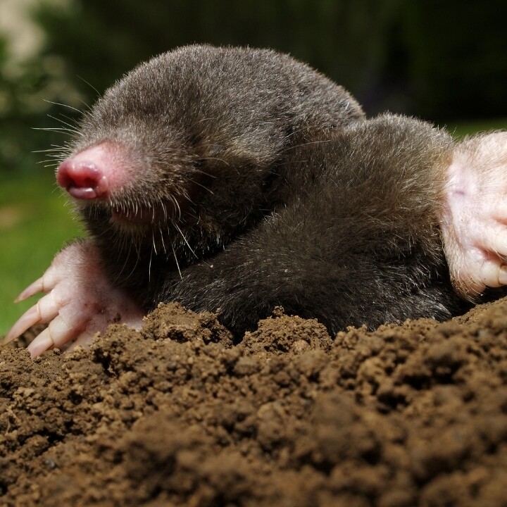 Images Miche Pest Control