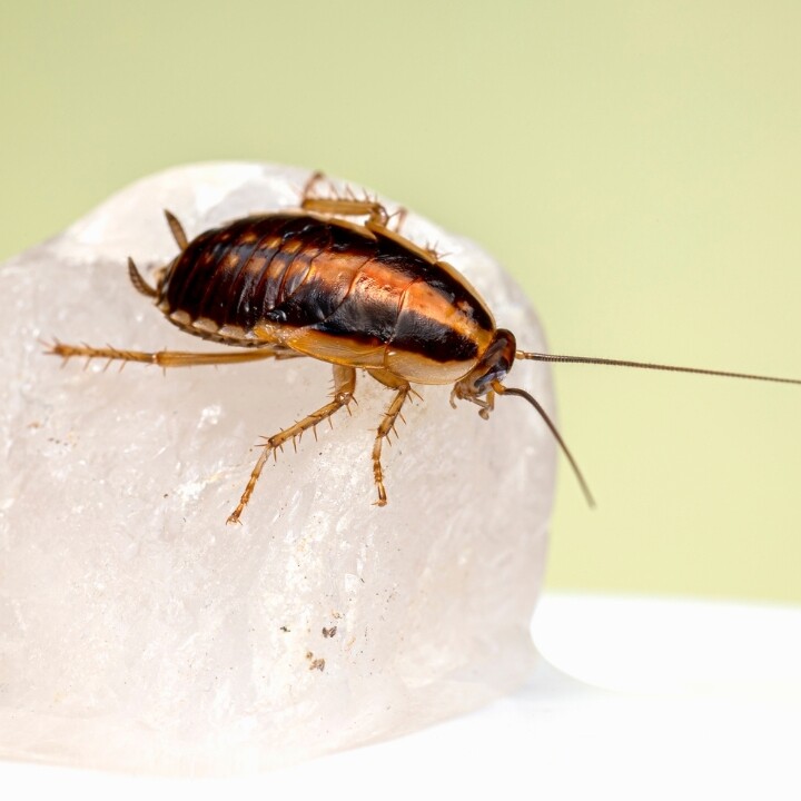 Images Miche Pest Control
