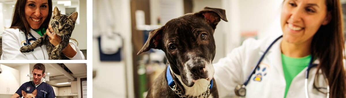 Images Pure Paws Veterinary Care of Hell's Kitchen