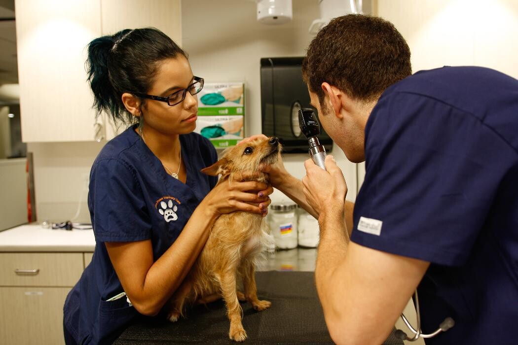 Images Pure Paws Veterinary Care of Hell's Kitchen