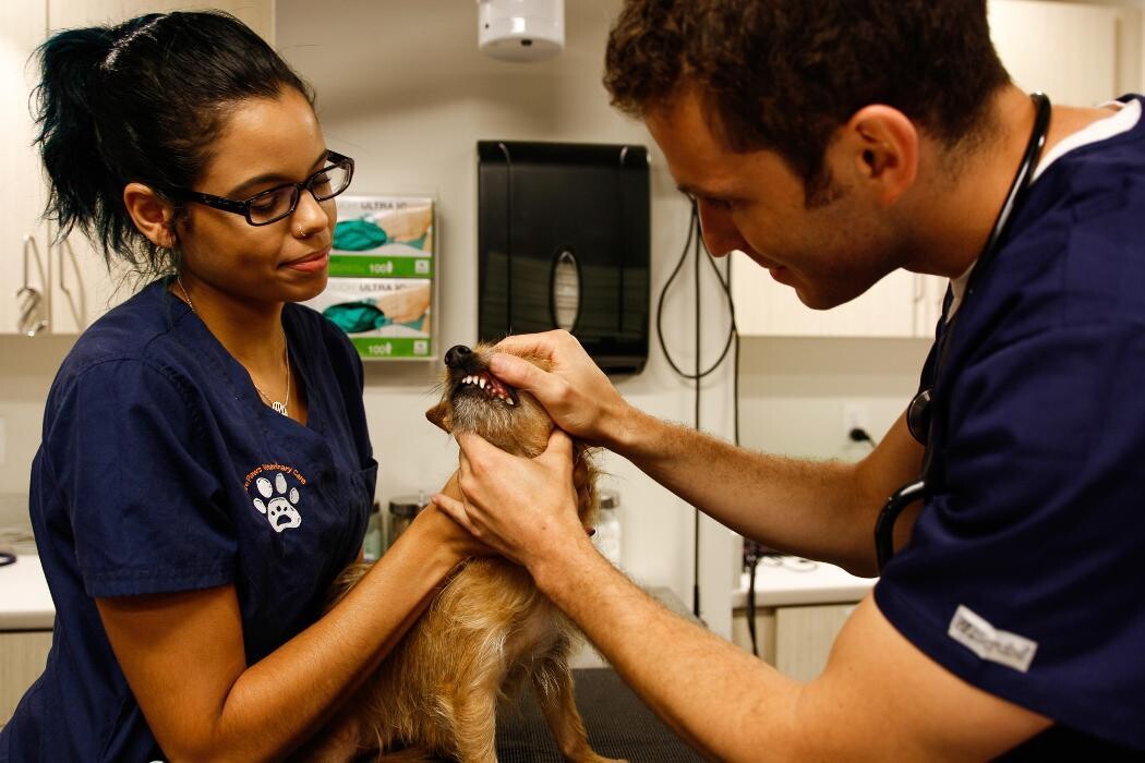 Images Pure Paws Veterinary Care of Hell's Kitchen