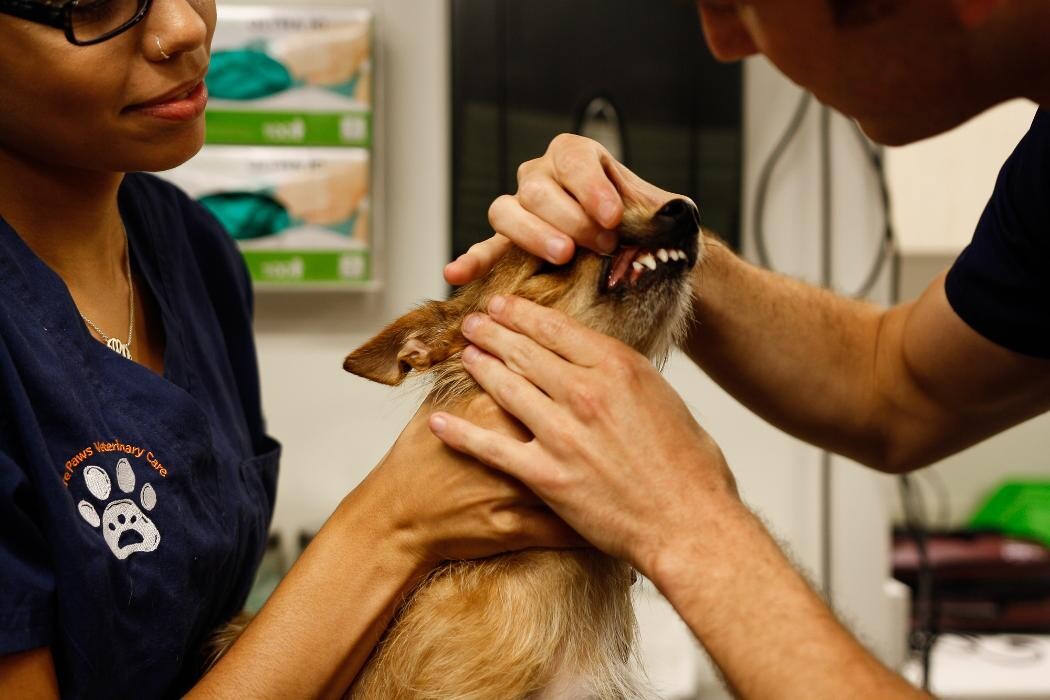 Images Pure Paws Veterinary Care of Hell's Kitchen