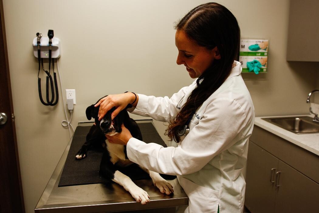 Images Pure Paws Veterinary Care of Hell's Kitchen