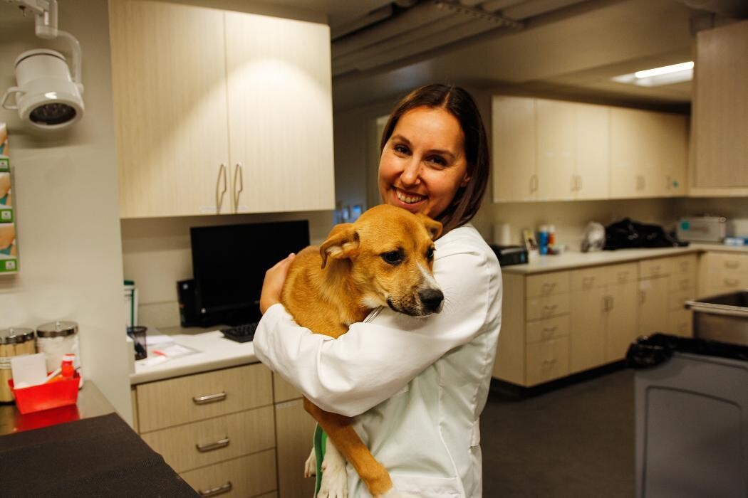 Images Pure Paws Veterinary Care of Hell's Kitchen