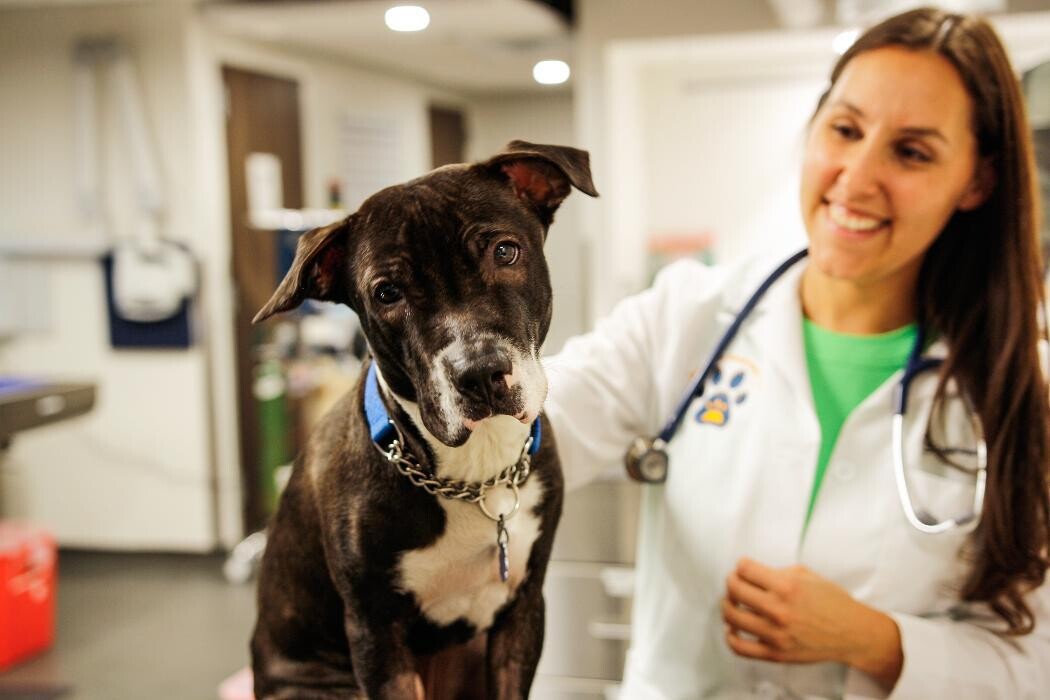 Images Pure Paws Veterinary Care of Hell's Kitchen