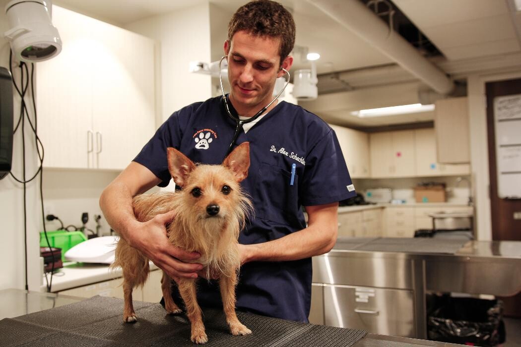 Images Pure Paws Veterinary Care of Hell's Kitchen