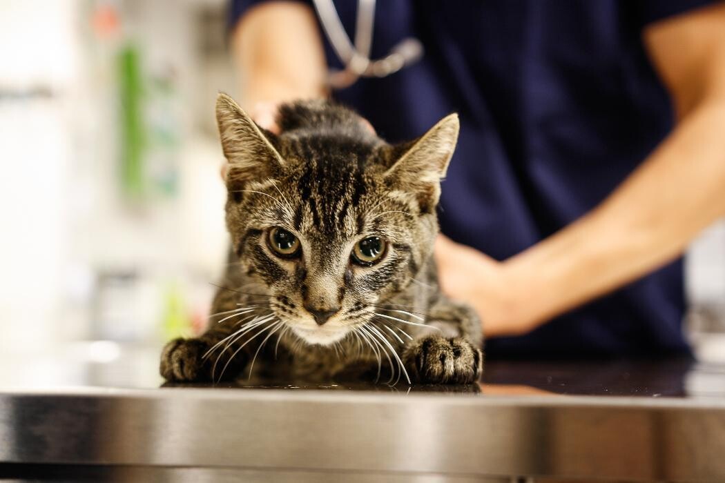 Images Pure Paws Veterinary Care of Hell's Kitchen