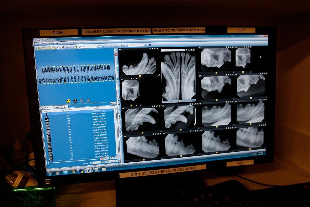 Images Pure Paws Veterinary Care of Hell's Kitchen