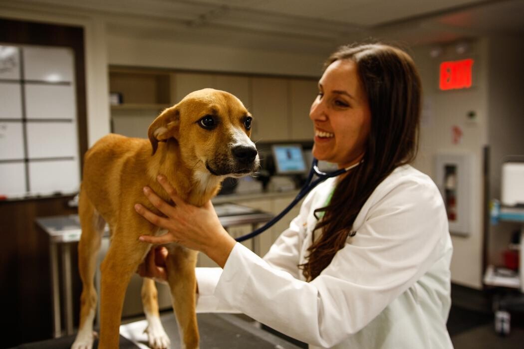 Images Pure Paws Veterinary Care of Hell's Kitchen