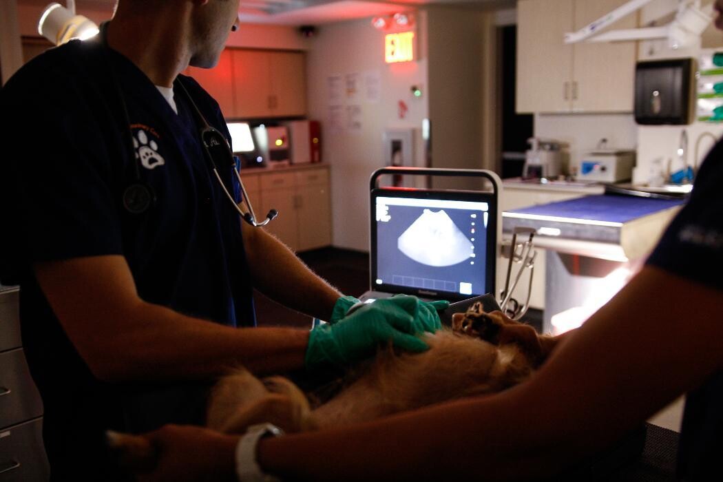 Images Pure Paws Veterinary Care of Hell's Kitchen