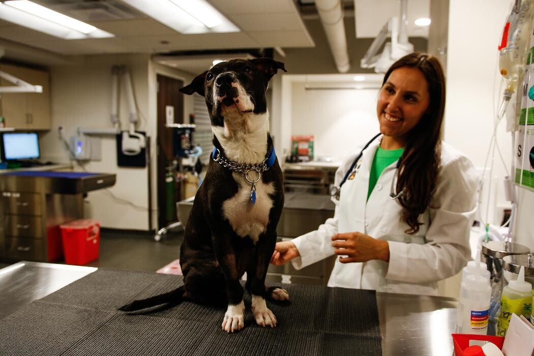 Images Pure Paws Veterinary Care of Hell's Kitchen