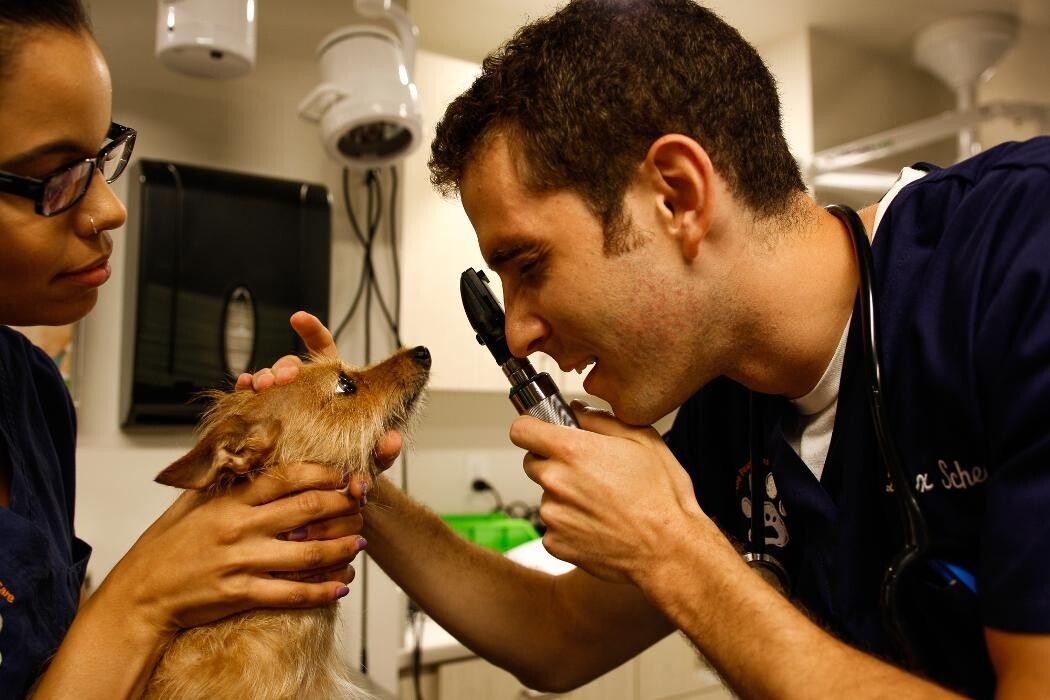 Images Pure Paws Veterinary Care of Hell's Kitchen