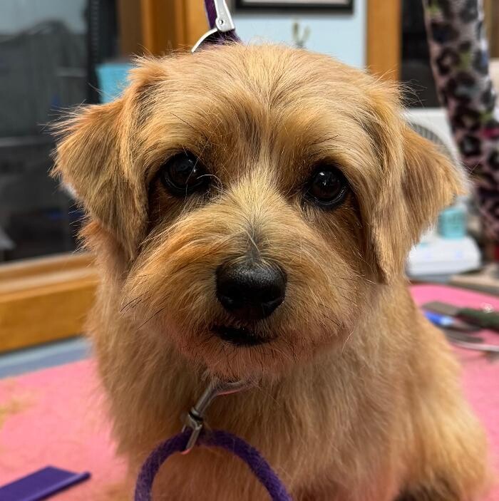 Images The Fluffy Ruff Dog Spa