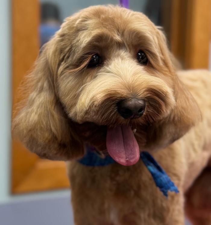 Images The Fluffy Ruff Dog Spa