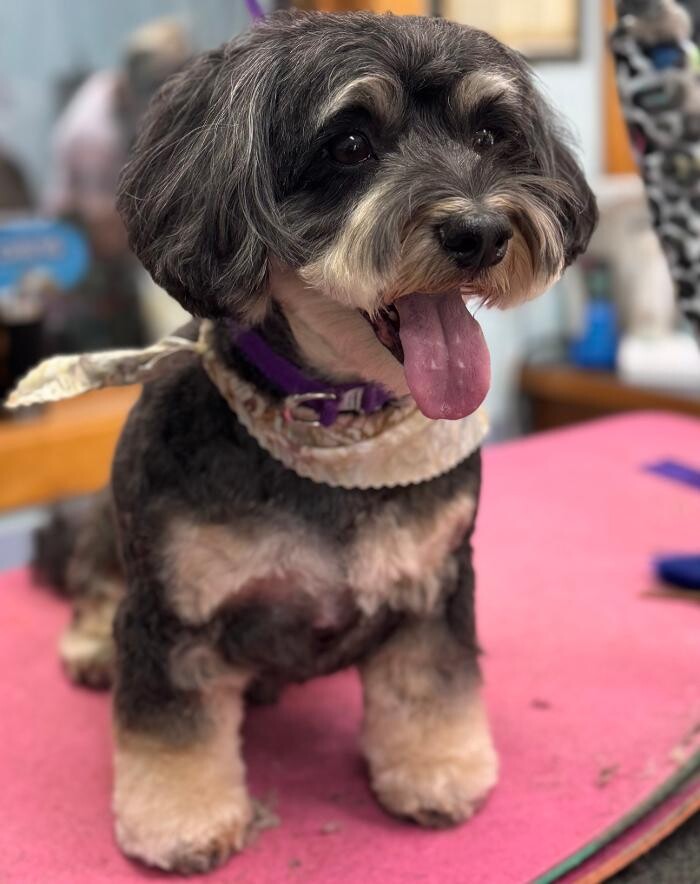 Images The Fluffy Ruff Dog Spa