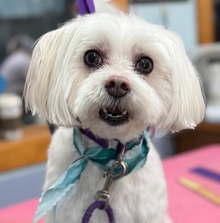 Images The Fluffy Ruff Dog Spa