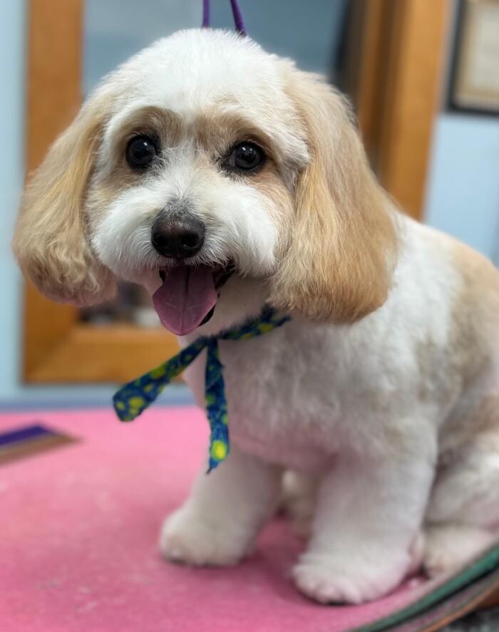 Images The Fluffy Ruff Dog Spa
