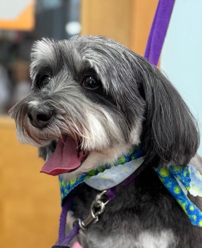 Images The Fluffy Ruff Dog Spa