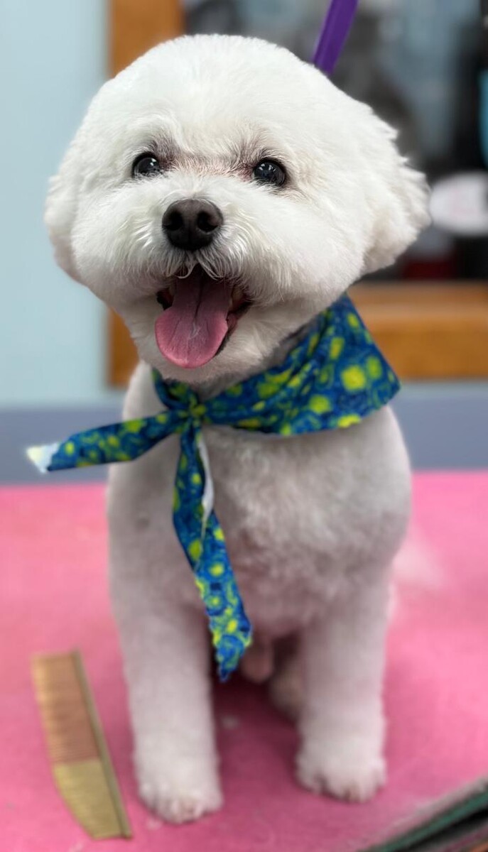 Images The Fluffy Ruff Dog Spa