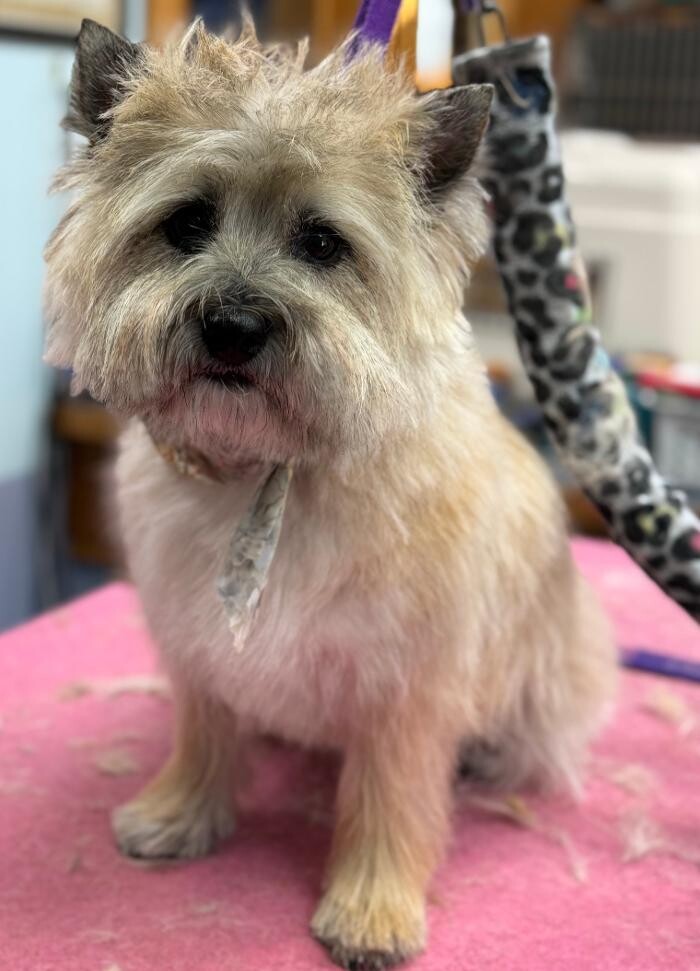 Images The Fluffy Ruff Dog Spa