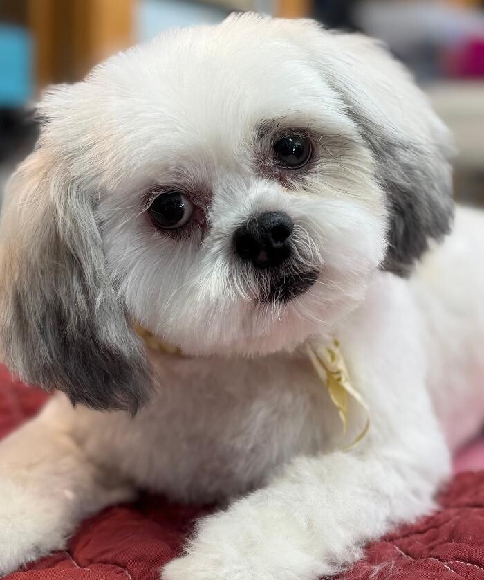 Images The Fluffy Ruff Dog Spa