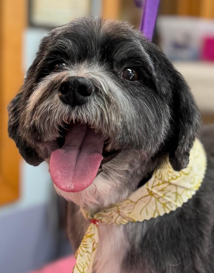 Images The Fluffy Ruff Dog Spa