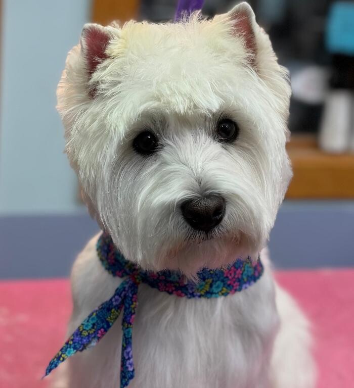 Images The Fluffy Ruff Dog Spa
