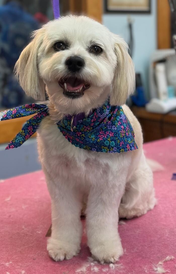 Images The Fluffy Ruff Dog Spa