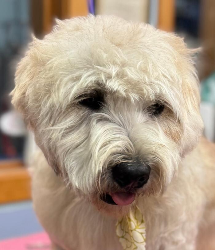 Images The Fluffy Ruff Dog Spa