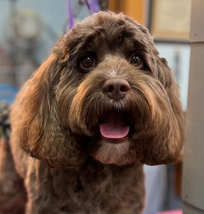 Images The Fluffy Ruff Dog Spa
