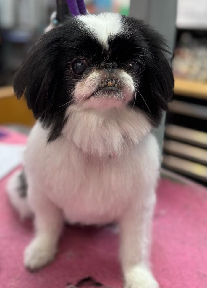 Images The Fluffy Ruff Dog Spa