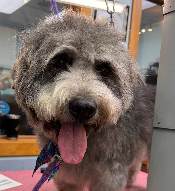 Images The Fluffy Ruff Dog Spa