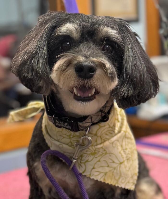 Images The Fluffy Ruff Dog Spa