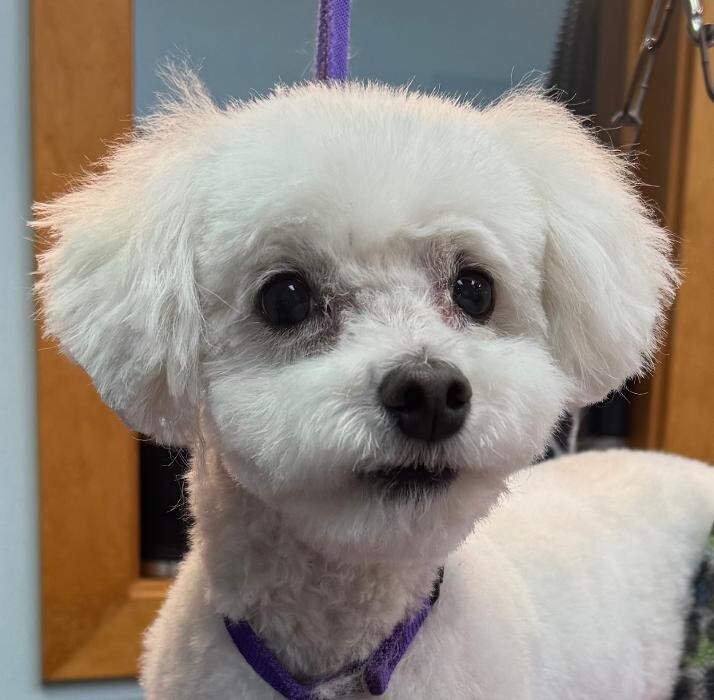 Images The Fluffy Ruff Dog Spa