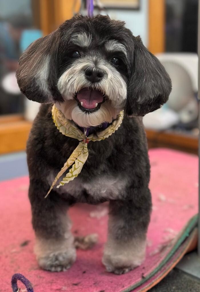 Images The Fluffy Ruff Dog Spa