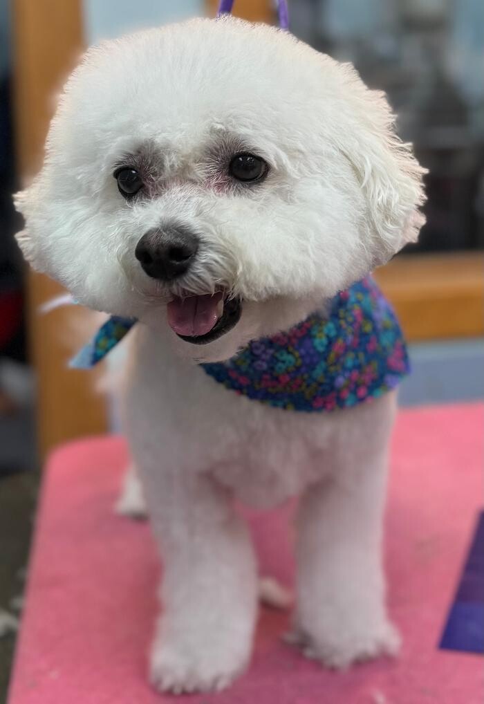 Images The Fluffy Ruff Dog Spa