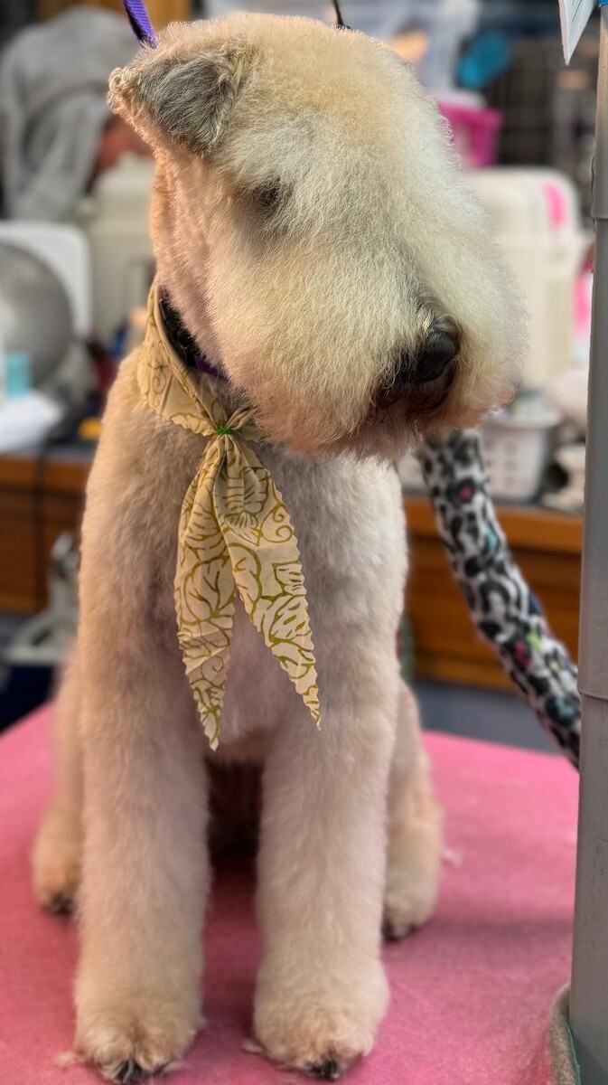 Images The Fluffy Ruff Dog Spa