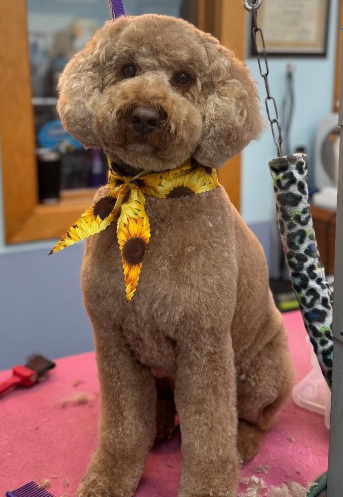Images The Fluffy Ruff Dog Spa